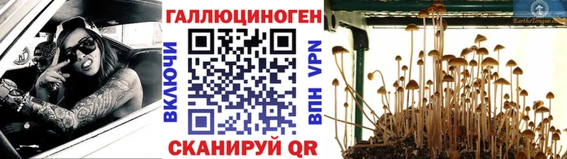 закладка  Королёв  кракен как зайти  Псилоцибиновые грибы прущие грибы 